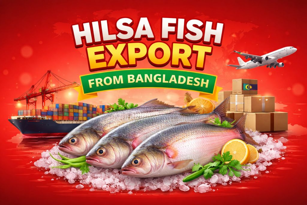 Hilsa Fish Export from Bangladesh